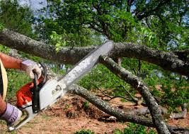 Best Lawn Renovation and Restoration  in English Creek, NJ