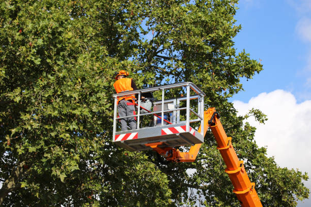  English Creek, NJ Tree Removal Pros