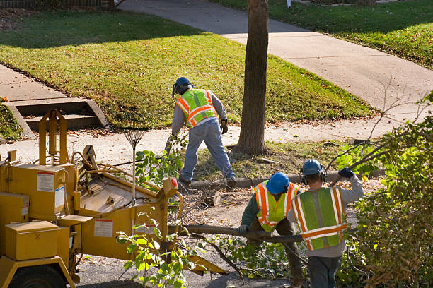 Best Lawn Pest Prevention  in English Creek, NJ