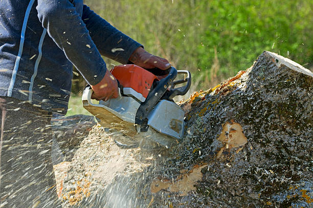 Best Tree Preservation Services  in English Creek, NJ